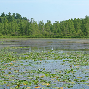 CDR2 Cedar Bog Lake.