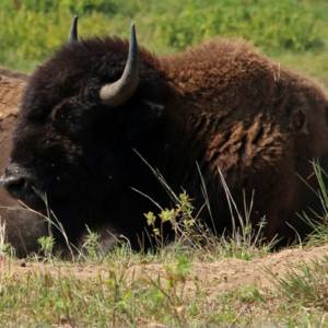 CDR5 Lounging bison at Cedar Creek Ecosystem Science Reserve.
