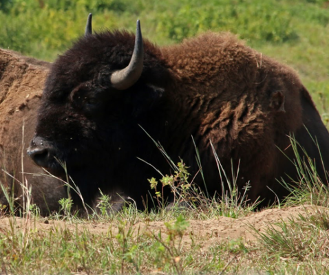 Lounging bison at Cedar Creek Ecosystem Science Reserve.