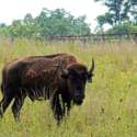 LTER Road Trip: Restoring the Minnesota Bison