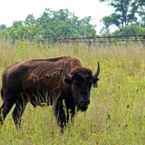 CDR6 Bison and a bison exclosure in the background.