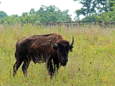Bison and a bison exclosure in the background.