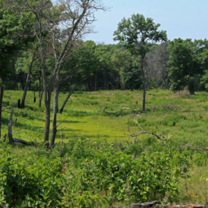 CDR8 CDR savanna.