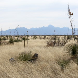 Jornada6 Yucca plants dot the grasses at Jornada Basin LTER.