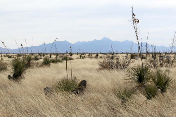 Yucca plants dot the grasses at Jornada Basin LTER.