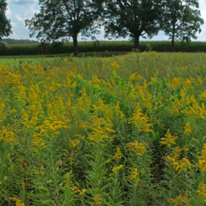 KBS1 Goldenrod in one of the prairie plots.