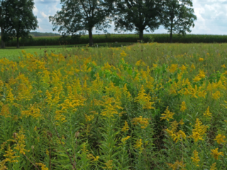 Goldenrod in one of the prairie plots.