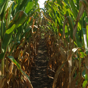 KBS2 Rows of corn.
