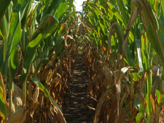 Rows of corn.