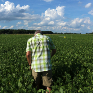 Dr. Landis looks for aphids in the soybean field plot.