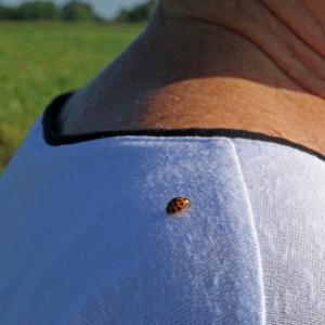 A Kellogg LTER ladybug.