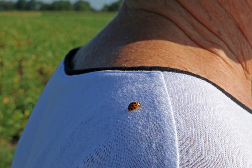 A Kellogg LTER ladybug.