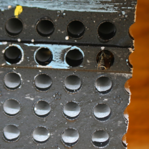 KBS9 One of the study bees entering a bee box.