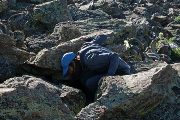 Looking for signs of pika among the rocks.