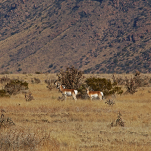 SEV8 Antelope on the refuge.