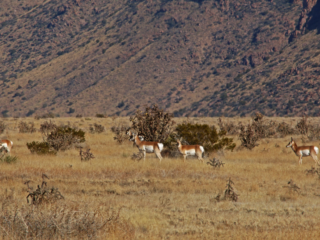 Antelope on the refuge.