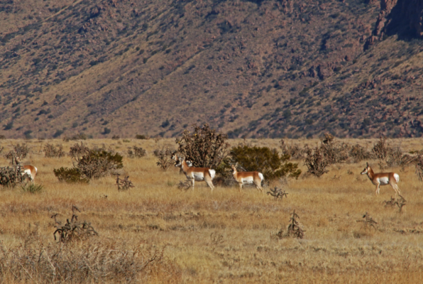 Antelope on the refuge.