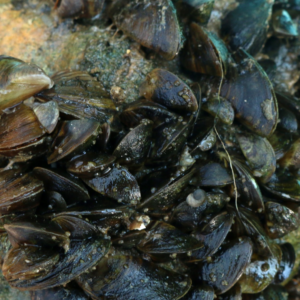 Zebra mussels attach to hard bottom structure.