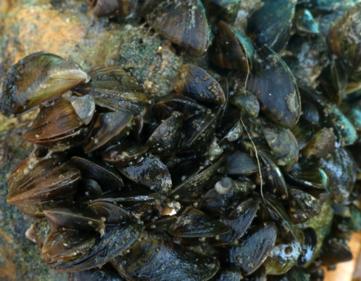 Zebra mussels attach to hard bottom structure.