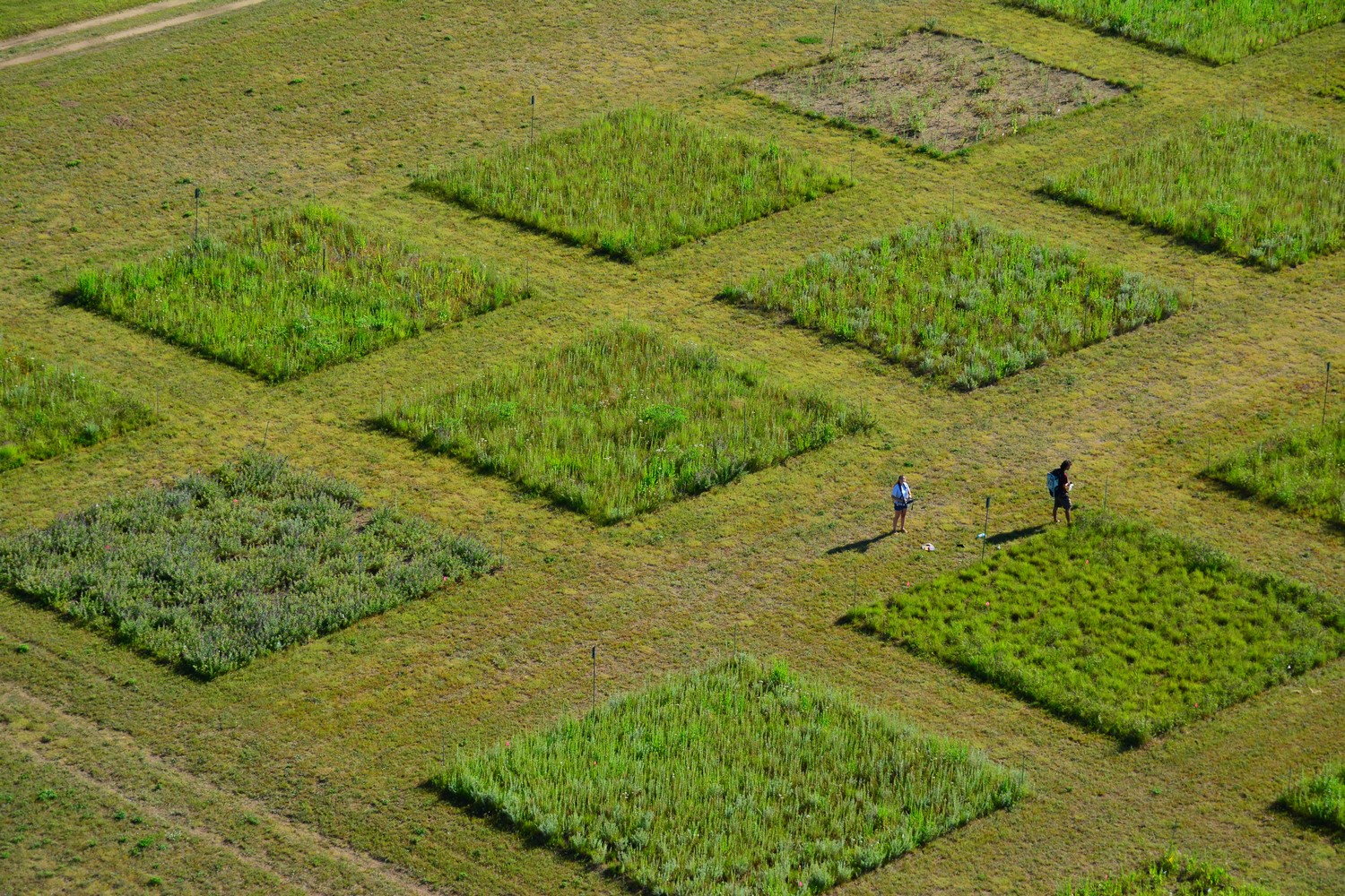 Grassland plot experiments at Cedar Creek LTER in Minnesota.