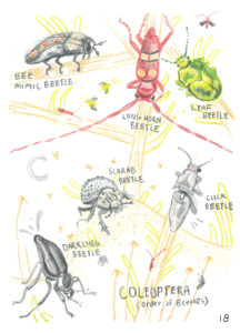 Page of the final insect book from Human-insect Intervention, by Siena McKim, 2018 Sevilleta Reseach Experience for Undergraduates Art Student
