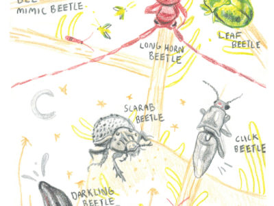 Page of the final insect book from Human-insect Intervention, by Siena McKim, 2018 Sevilleta Reseach Experience for Undergraduates Art Student