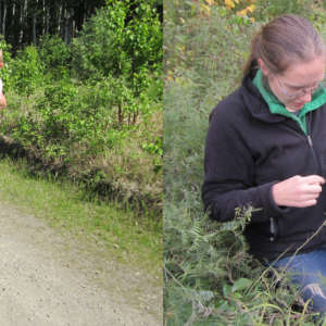 Left: A family expedition; Dr. Katie Spellman, her daughter Izzy, and Dr. Christa Mulder’s son, Euan, during one of their weekly monitoring outings. Right: Dr. Katie Spellman with technician Patricia Hurtt collecting data at a disturbed site.