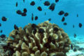 Damselfish and their coral host (Pocillopora eydouxi).