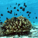 Can corals ride the tide of climate change?