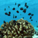 Damselfish and their coral host (Pocillopora eydouxi).