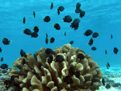 Damselfish and their coral host (Pocillopora eydouxi).