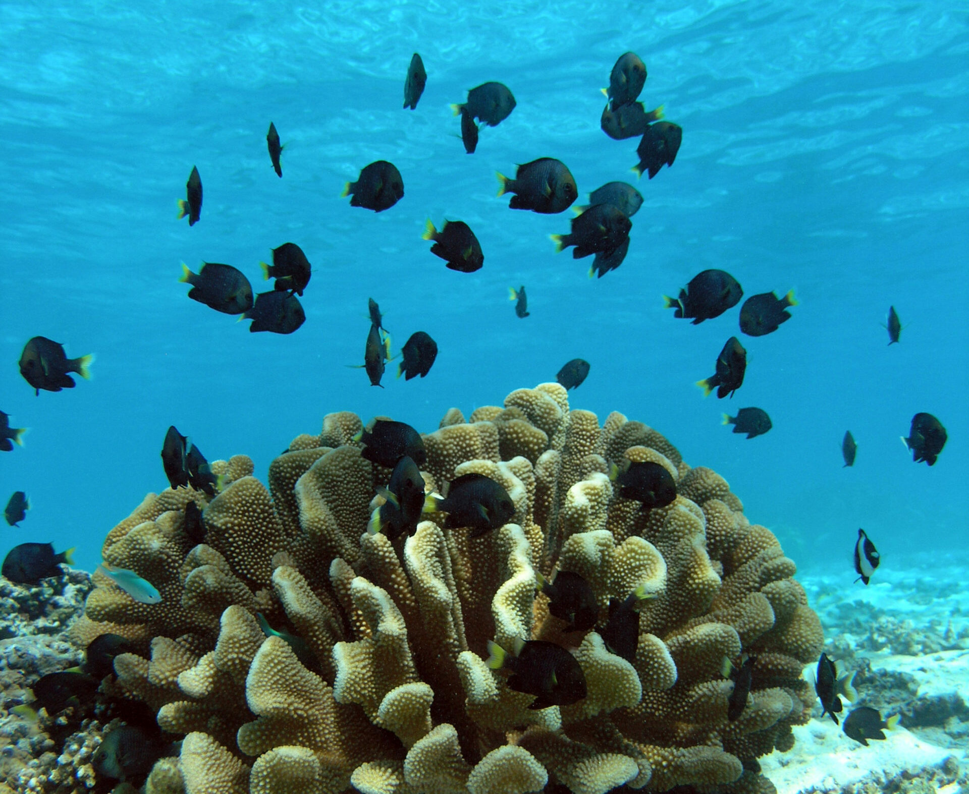 Damselfish and their coral host (Pocillopora eydouxi).