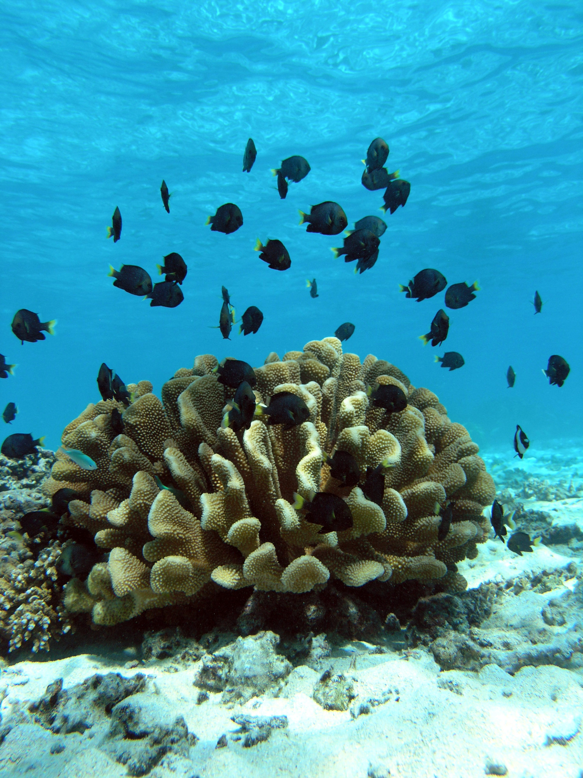 Damselfish and their coral host (Pocillopora eydouxi).