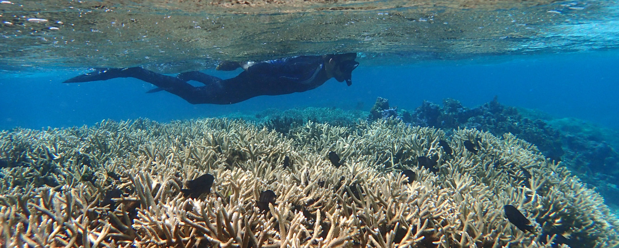 Staghorn coral