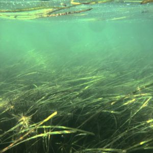 underwater photo of restored seagrass meadow