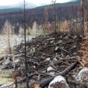 Legacy carbon takes a hit as younger forest stands burn