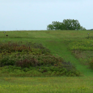 Konza Prairie Biodiversity Plots
