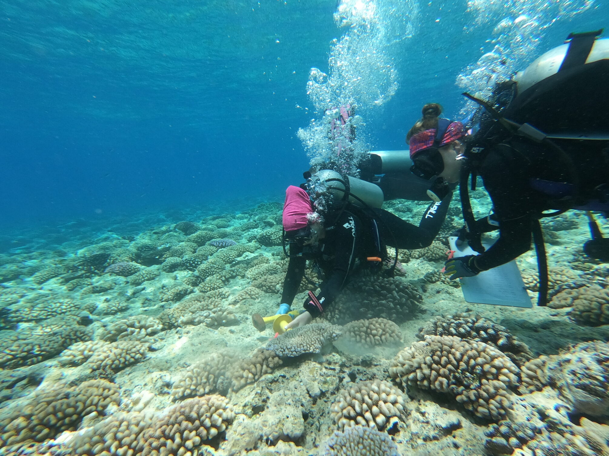 Understanding Coral Bleaching: Research and Lessons from Mo’orea - LTER