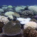 Understanding Coral Bleaching: Research and Lessons from Mo’orea