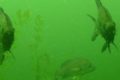 Freshwater fish in a lake