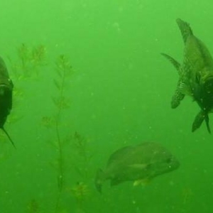 Freshwater fish in a lake