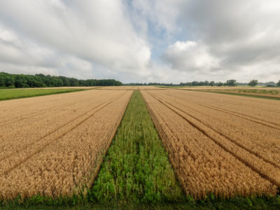 A prairie strip growing in wheat at the KBS LTER Main Cropping Systems Experiment.