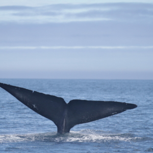 A blue whale tale breaching the surface
