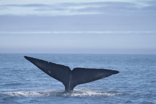 A blue whale tale breaching the surface