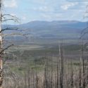 Recent boreal wildfires are changing forest communities in Interior Alaska