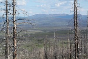 Bonanza Creek LTER boreal forest after a fire