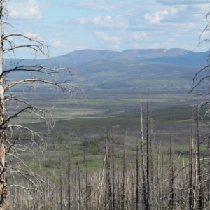 Bonanza Creek LTER boreal forest after a fire