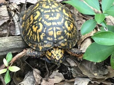 Box turtle crawling over dried leaves