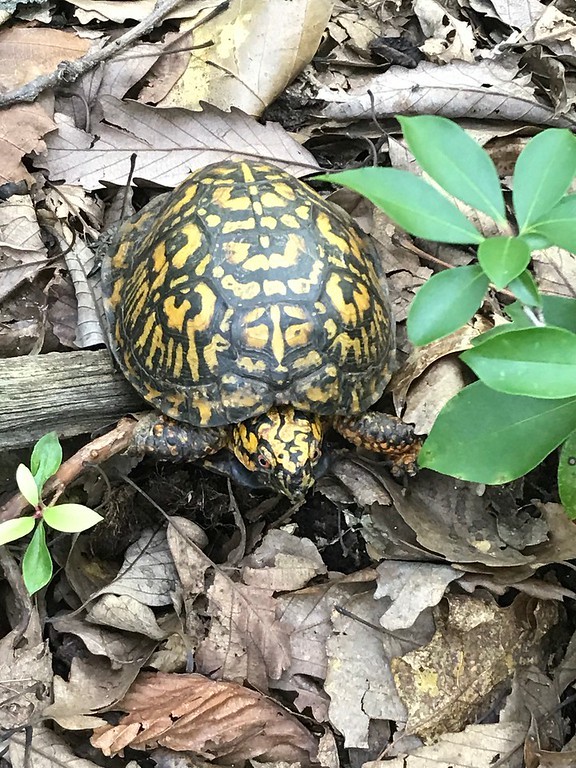 Box turtle crawling over dried leaves