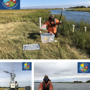 Clockwise from top: Sam Kelsey collecting marsh porewater, October 2020; Sam Kelsey traveling to field sites, October 2020; Inke Forbrich at eddy covariance tower in short Spartina alterniflora marsh, September 2020.